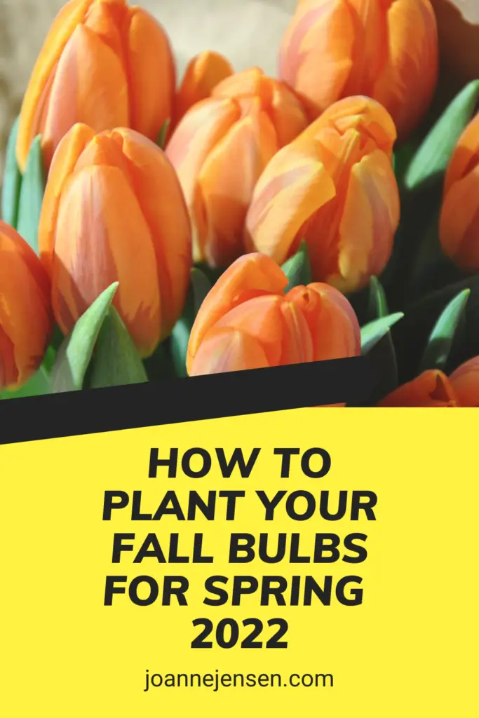 How to Plant Fall Bulbs? Best Flowering Bulbs