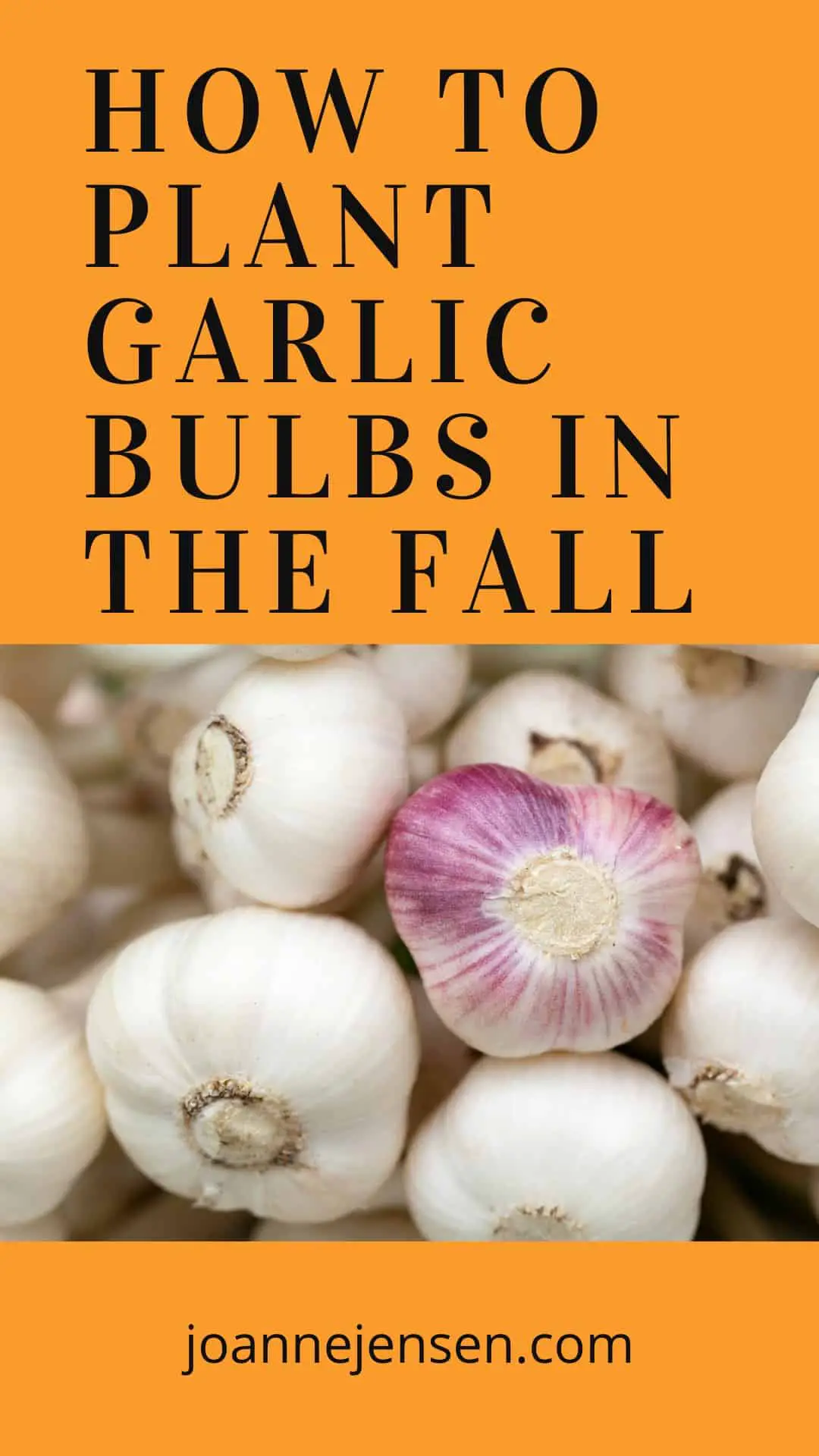 How to Plant Garlic Successfully in The Fall Season