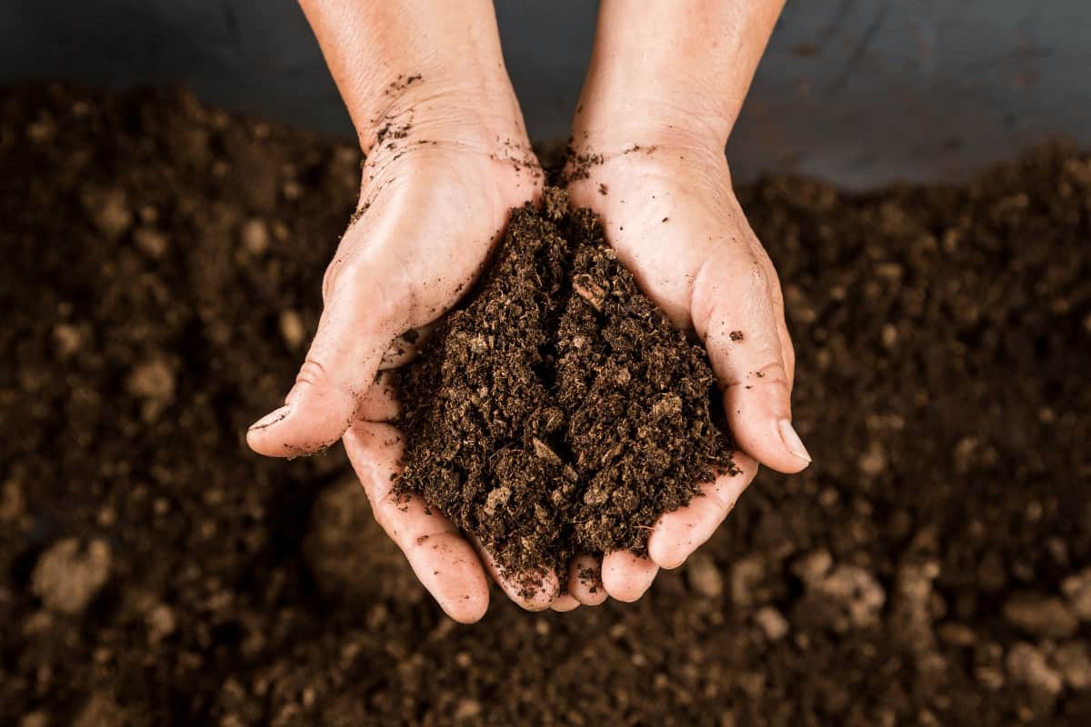 Contaminated Herbicide-Compost and Soil Mix. “Eye-Opening”