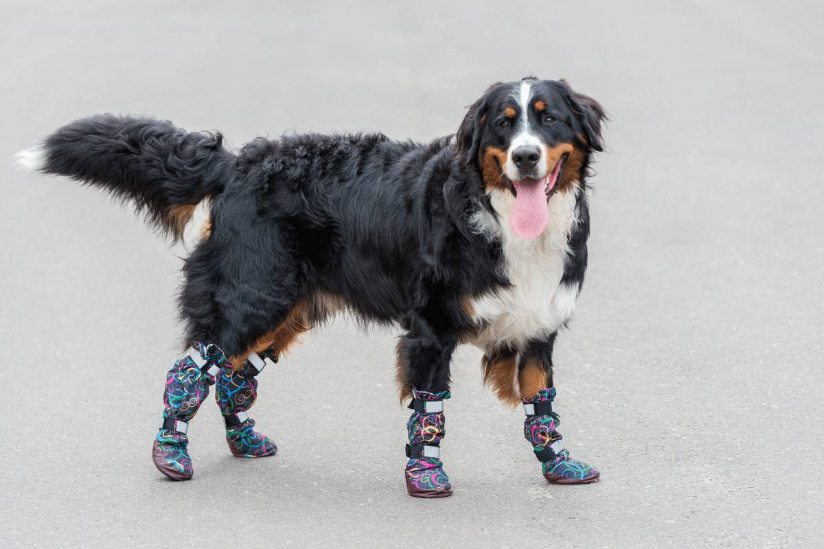 Dog wearing hiking booties