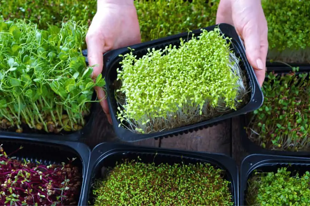 Growing All Different Types of Microgreens