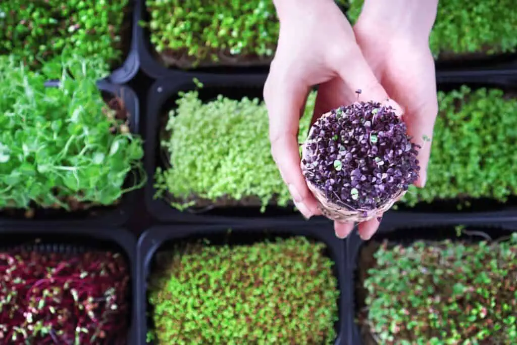 Biodegradable Packaging for Microgreens