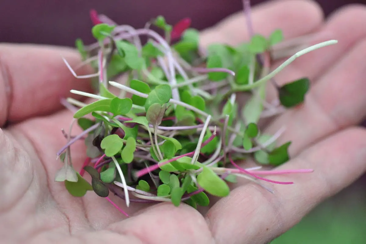 Can You Freeze Microgreens? Yes or No!