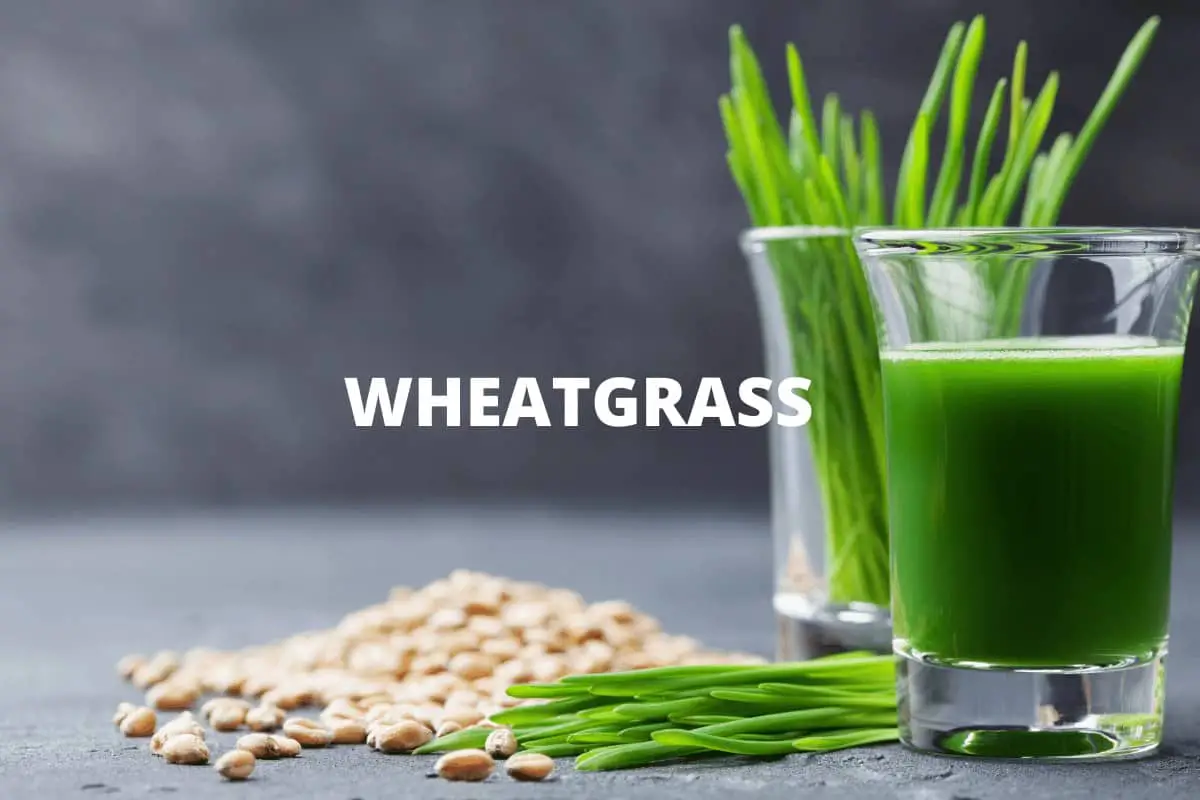 How to Grow Wheatgrass Microgreens