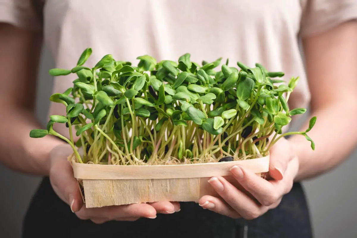 Best Microgreen Trays on The Market Top 15