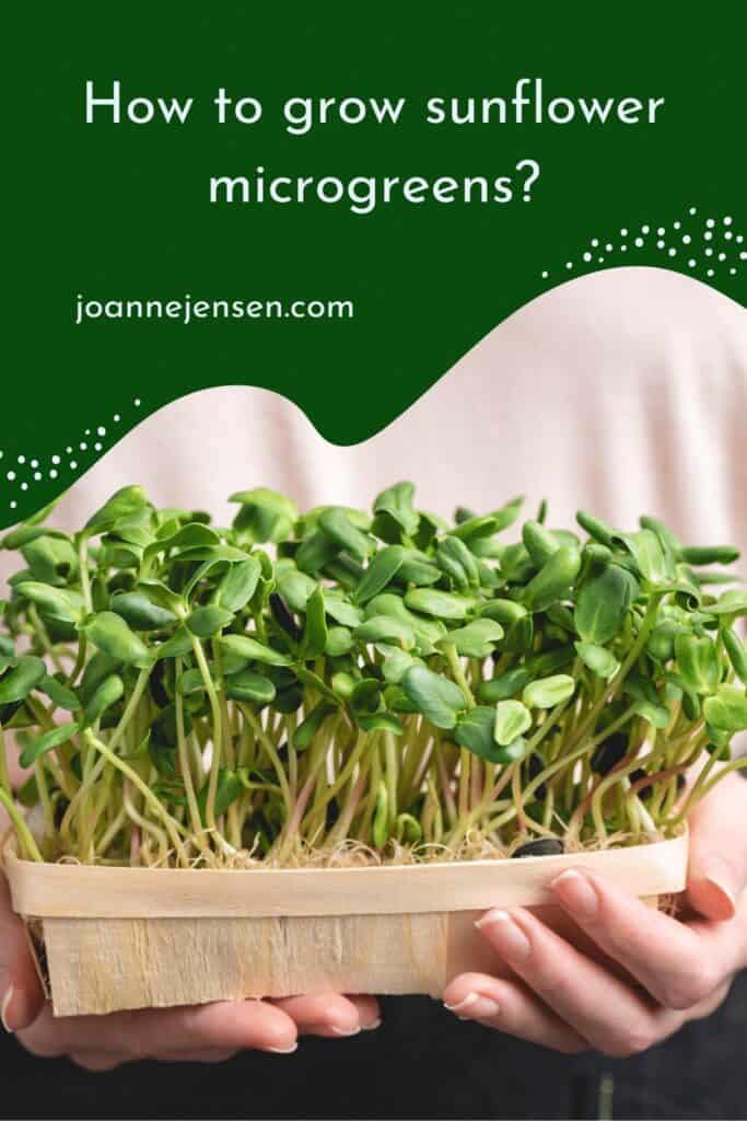 How to Grow Sunflower Microgreens