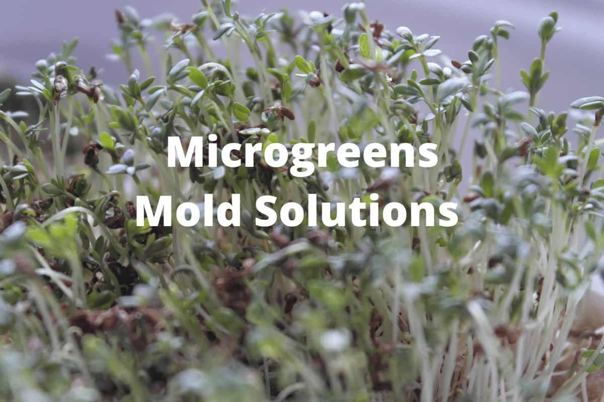 Microgreens mold solutions