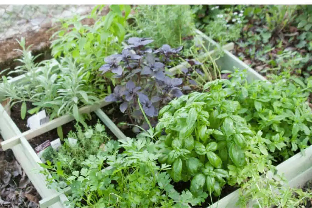 23 Brilliant indoor herb garden ideas 