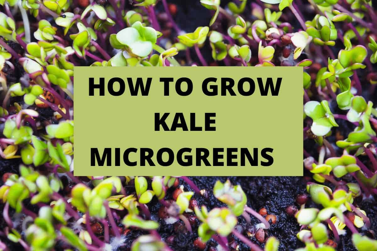 How to grow Kale Micro-greens
