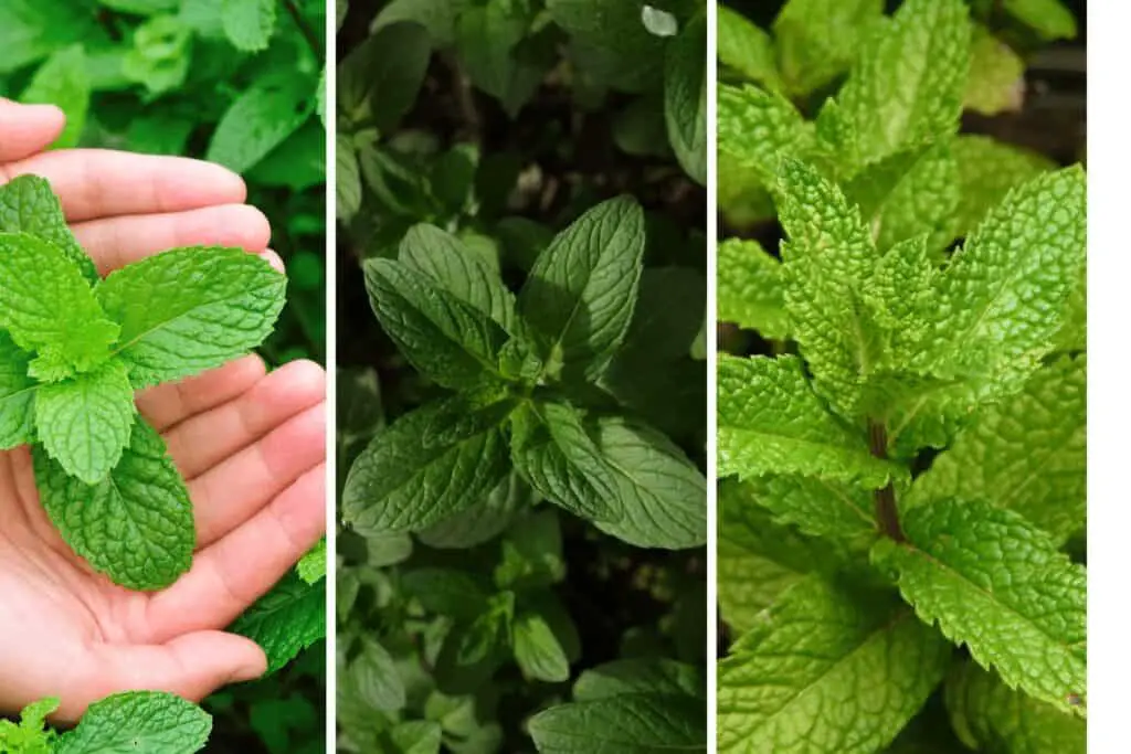 7 Tips for Harvesting Your Mint without Damage!