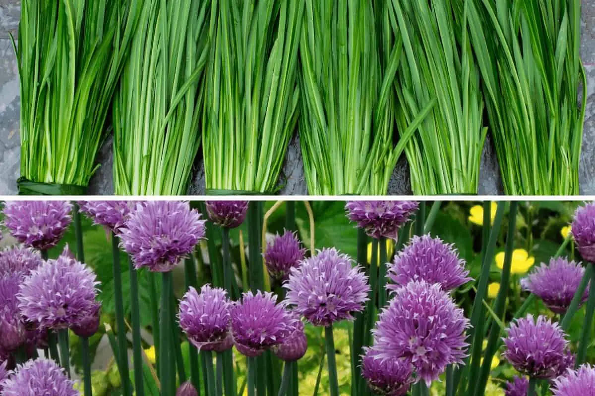 Garlic Chives vs Chives: What is the Difference?