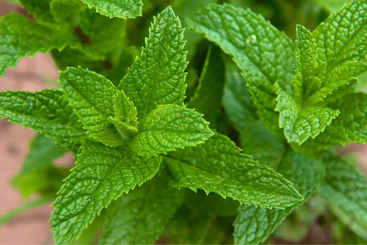 Catnip vs Mint: What Is the Difference?