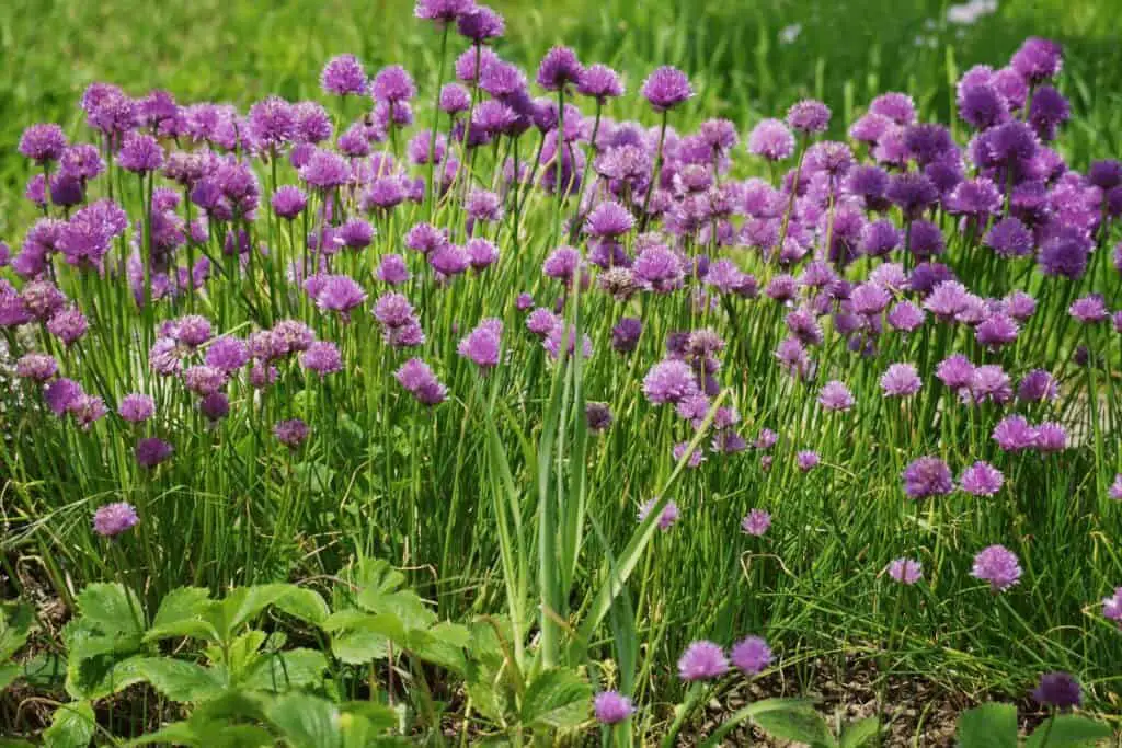 7 Tips on How Do You Harvest Chives so It Keeps Growing (Q & A) 