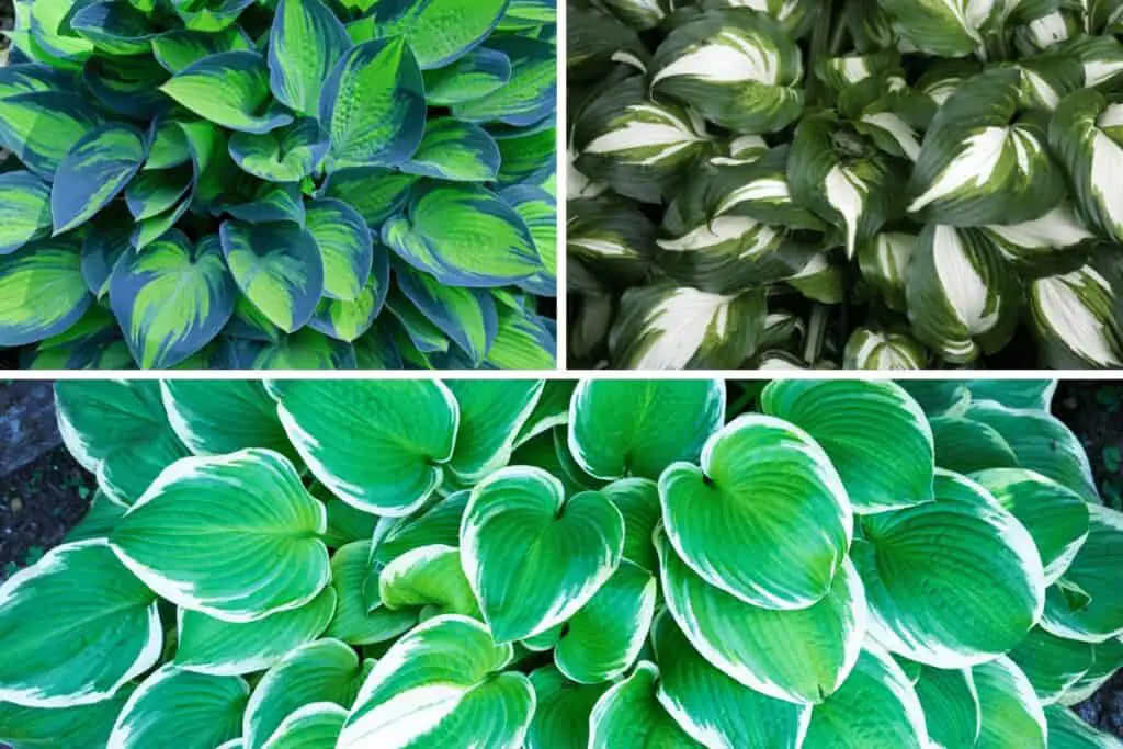 Different Selection of Hosta Plants