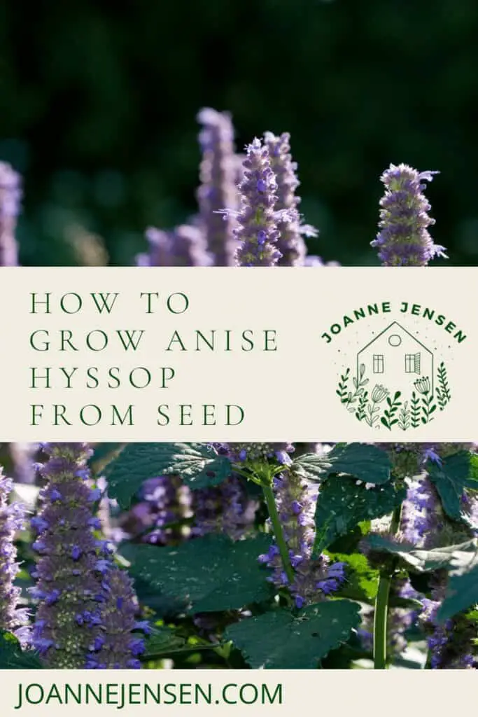 How to Grow Anise Hyssop from Seed