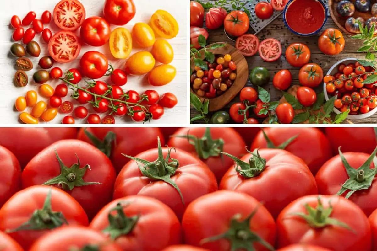 Can You Plant Different Types of Tomatoes Together