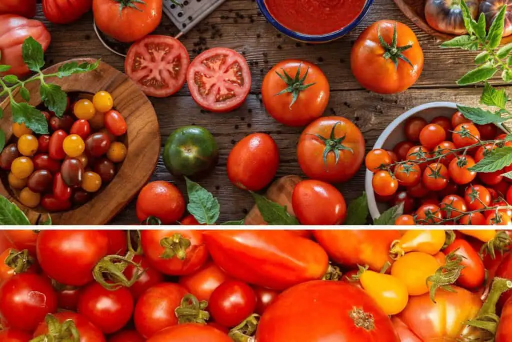 Tomato Plant Maintenance Step-by-Step Guide