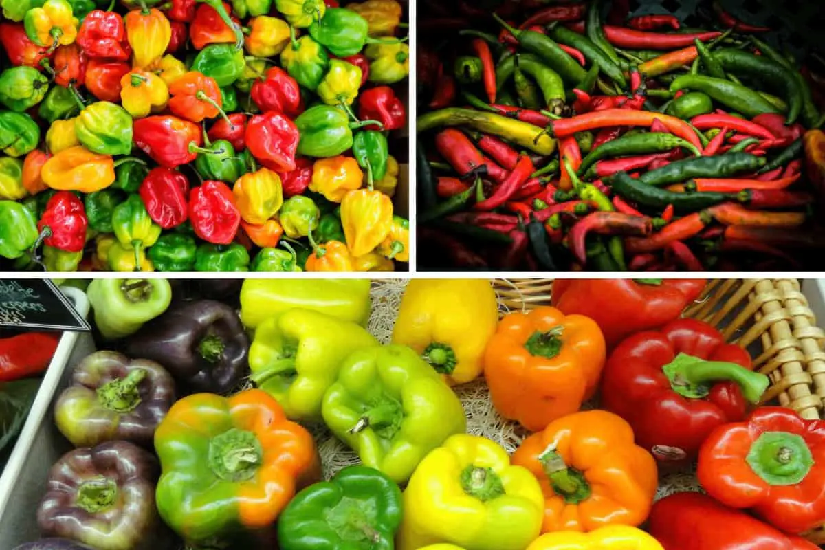 Bright mixture peppers