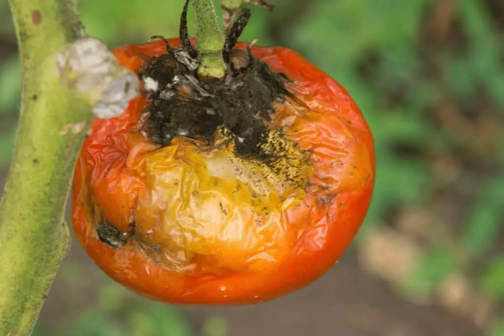Diseased Tomato