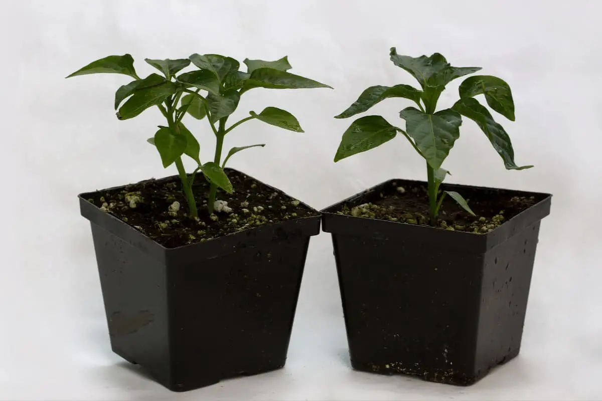 Pepper Plants in Pots
