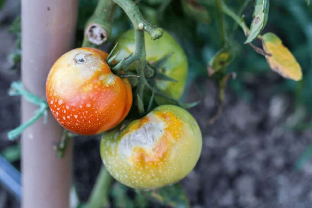 Diseased Tomato on The Vine