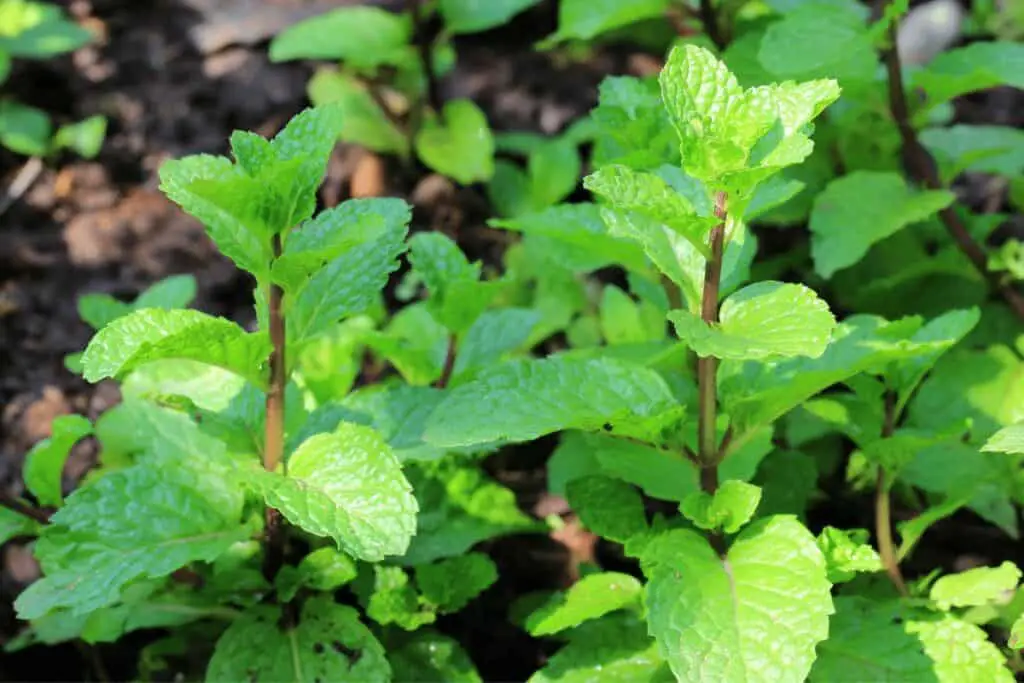How to Plant Lemon Balm Seeds in a Pot