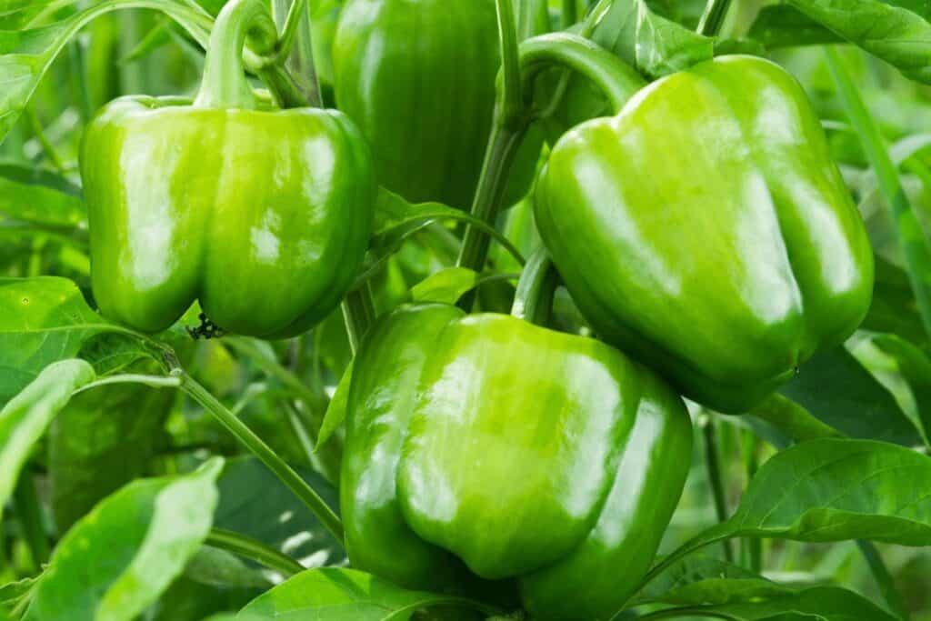 Green Peppers on The Vine
