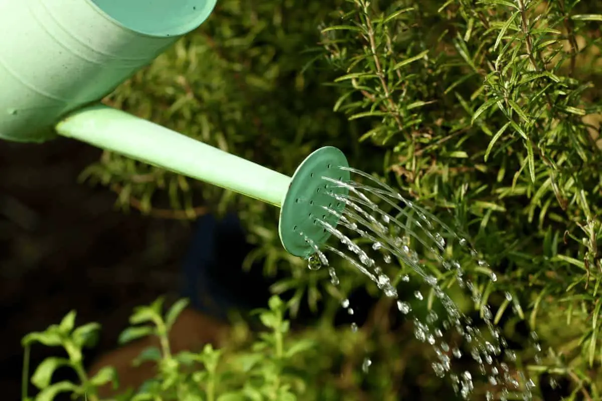 Proper Watering Techniques in Herb Garden Maintenance