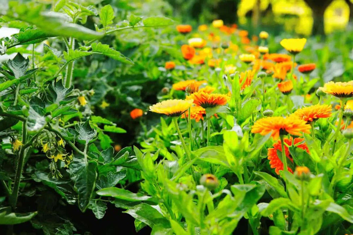 The benefits of companion planting in your herb garden