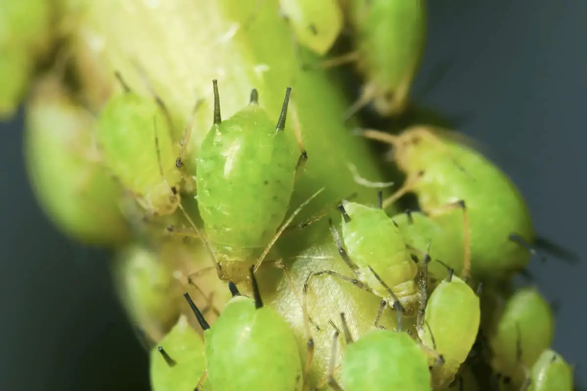 Infestation of Aphids