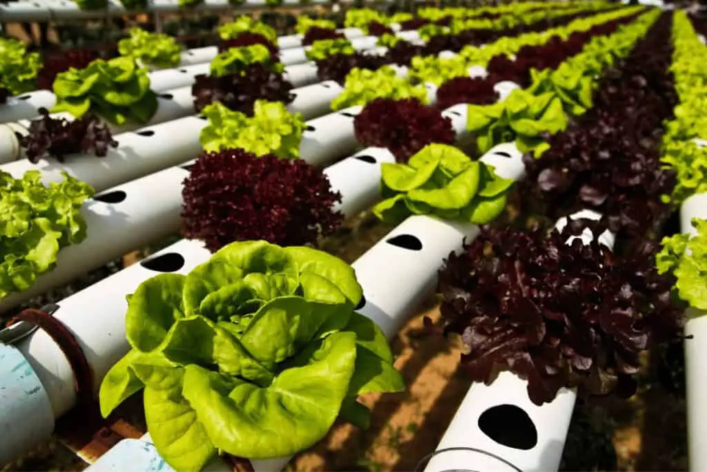 
Maximizing yield and flavor in hydroponic microgreen production