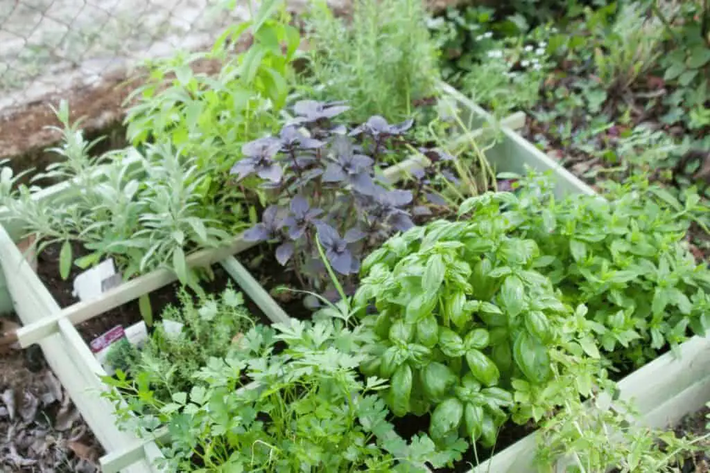 13 Fresh Herbs: How To Use Them in Cooking 