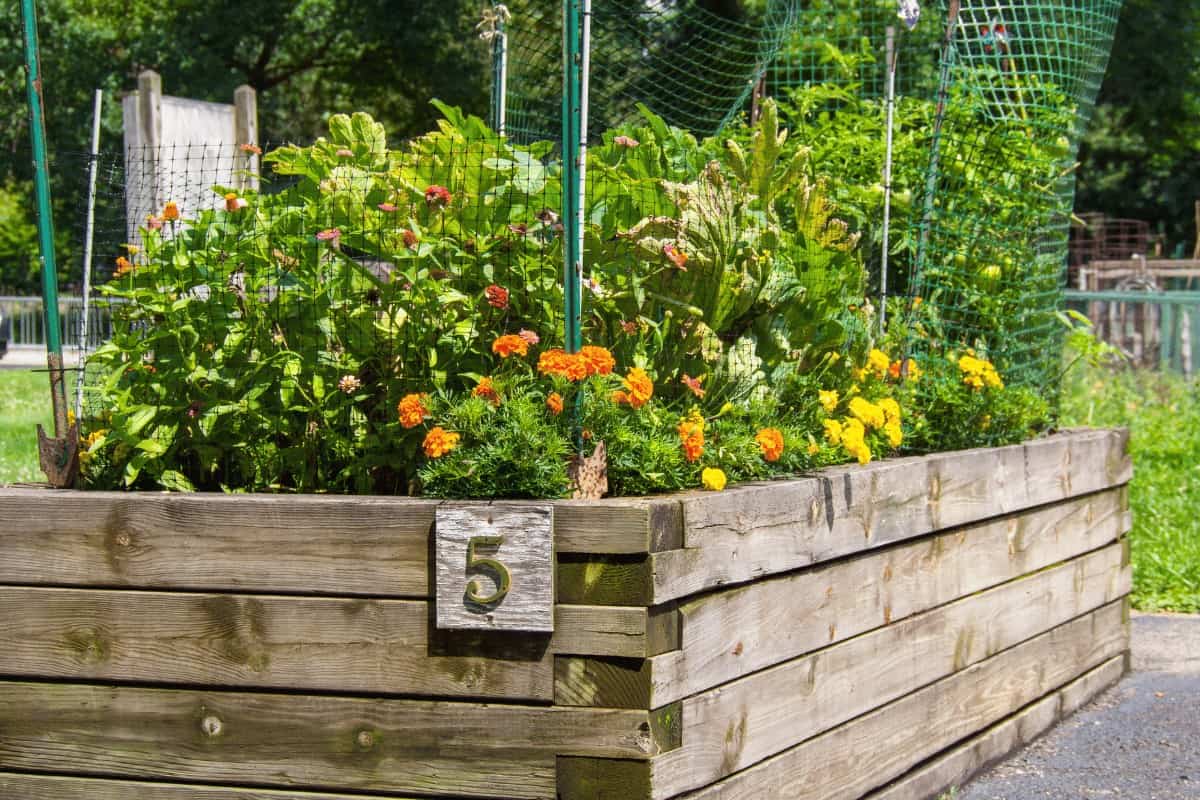 How to Build an Amazing  Raised Bed Vegetable Garden  