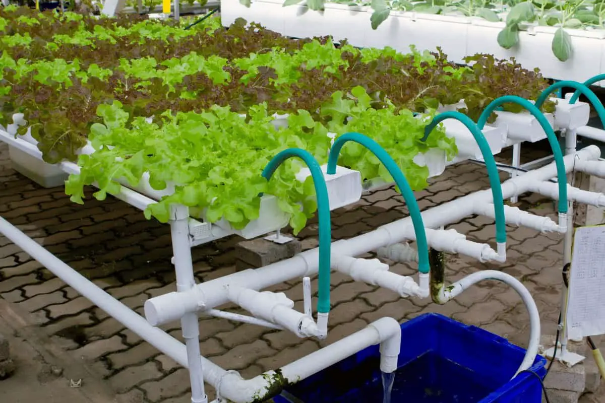 Maximizing Yield and Flavor in Hydroponic Microgreen Production
