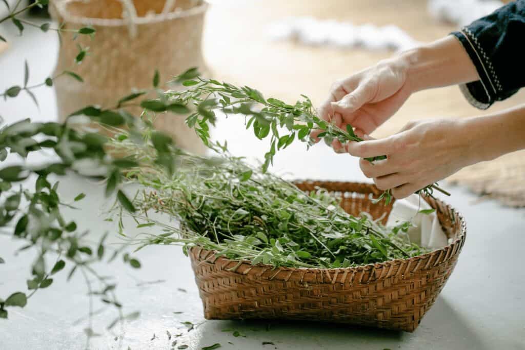 lady gathering fresh herbs