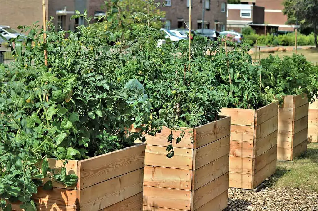 How to Build an Amazing  Raised Bed Vegetable Garden