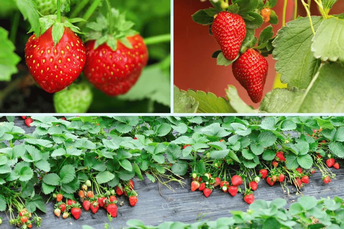 How Often Should You Water Strawberry Plants (Ground & Pots)