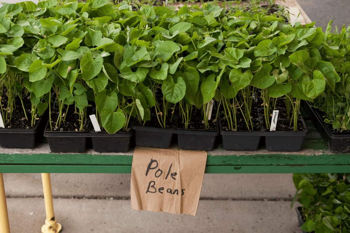 A Comprehensive Guide to Growing Pole Beans: Optimal Soil, Support Structures, and Nitrogen Fixing Bacteria