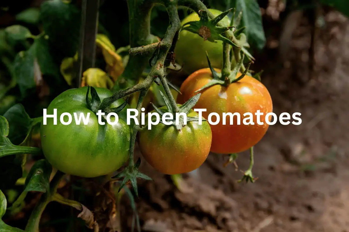 How to Ripen Tomatoes: Best Tips and Tricks