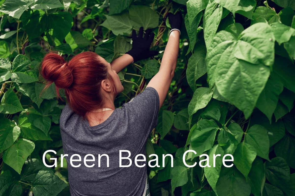 Green Bean Care: Best Tips for A Successful Harvest