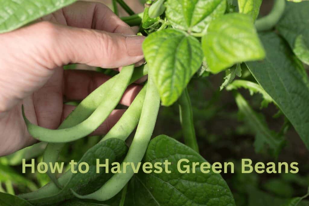How to harvest Green Beans