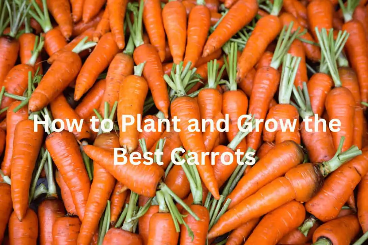 How to Plant and Grow the Best Carrots