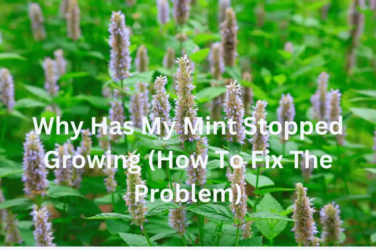 Why Has My Mint Stopped Growing (How To Fix The Problem)
