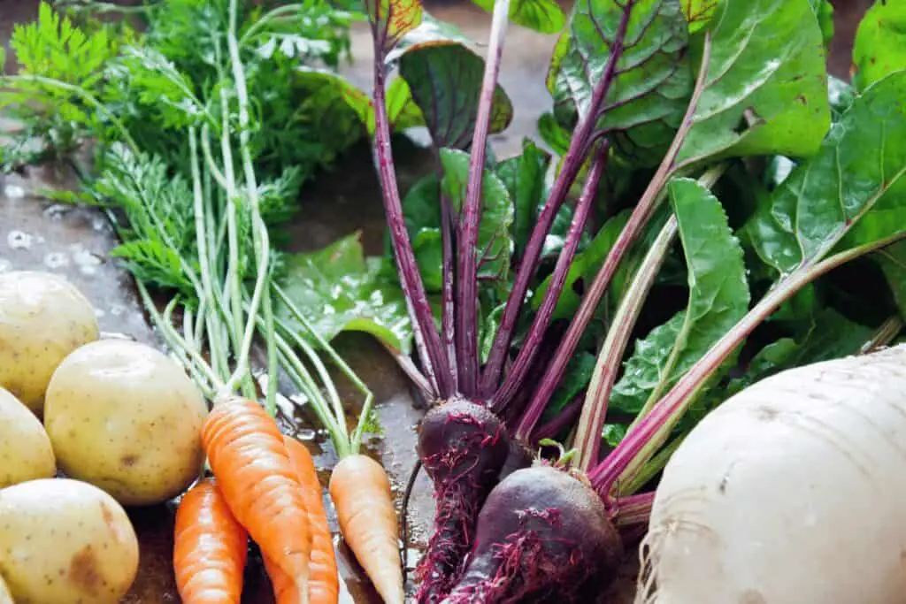 The Best Root Vegetables to Grow (7 Tips)
