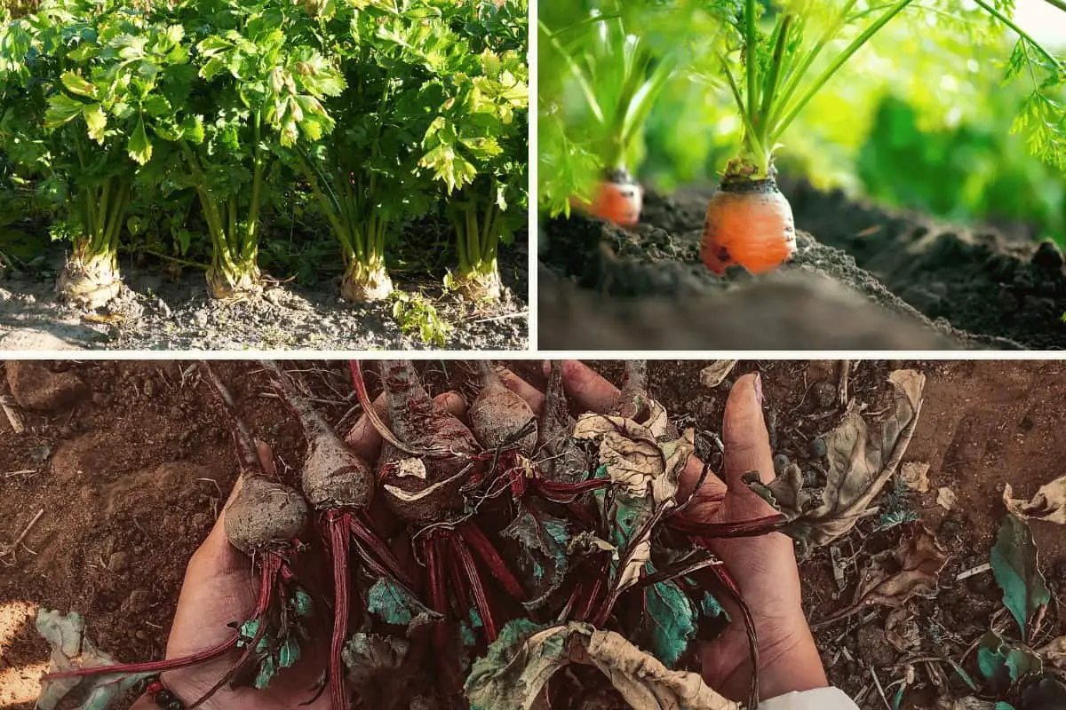 Growing Root Vegetables Successfully: Tips for Heat-Loving Seeds