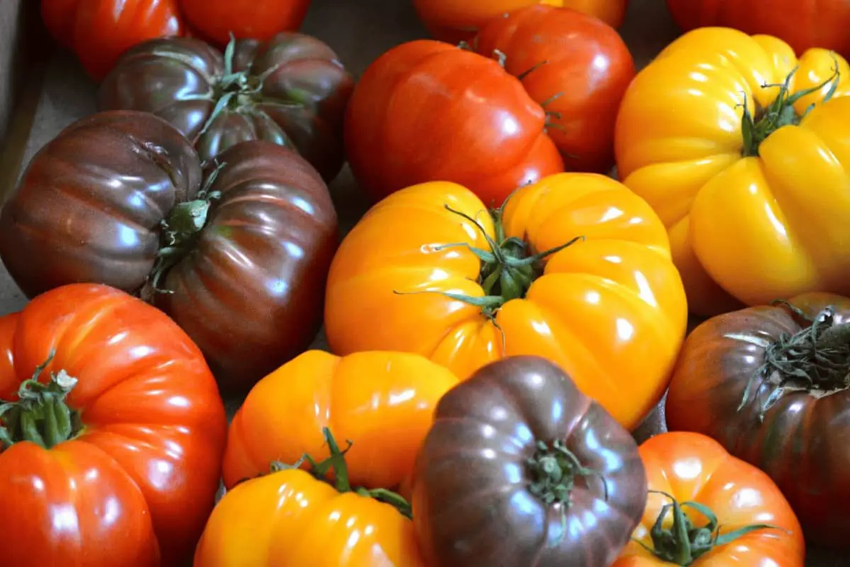 What are Heirloom Tomatoes and Why They are Worth Trying?