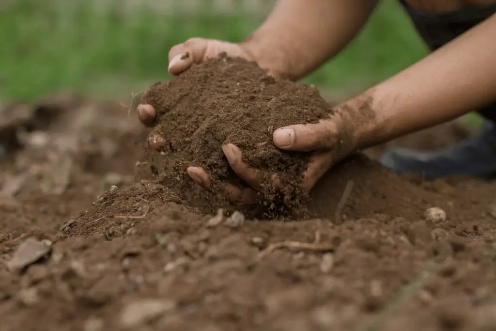 Site Selection, Garden Planning, Soil Preparation & Plant Care