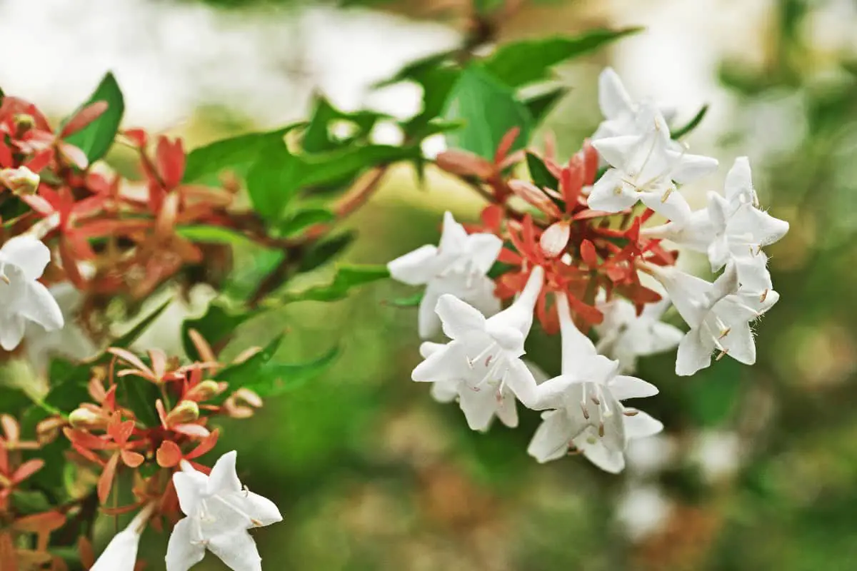 How to Grow and Care for Abelia Plants