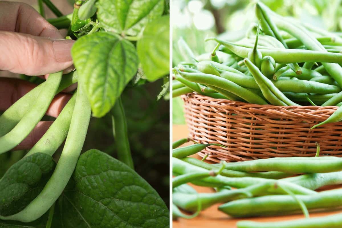 How to Plant Green Beans: A Comprehensive Guide