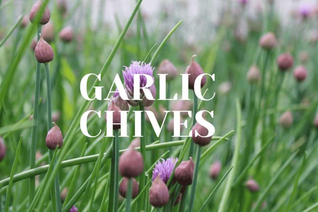 Garlic Chives vs Chives: What is the Difference?
